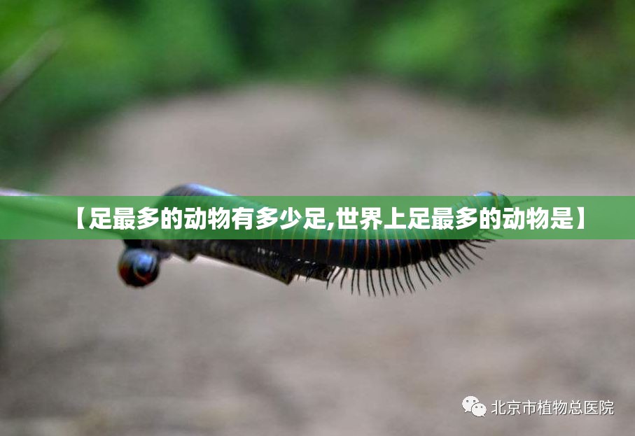 【足最多的动物有多少足,世界上足最多的动物是】