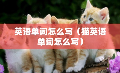 英语单词怎么写（猫英语单词怎么写）