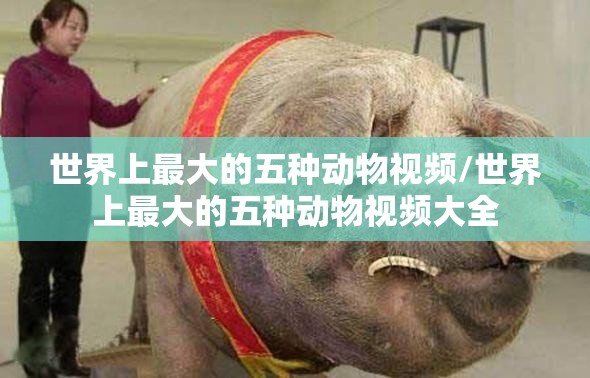 世界上最大的五种动物视频/世界上最大的五种动物视频大全