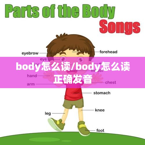 body怎么读/body怎么读正确发音