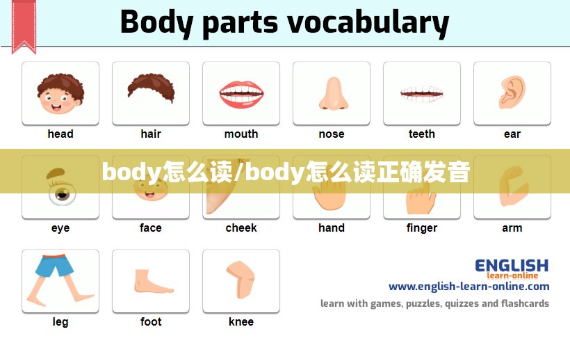 body怎么读/body怎么读正确发音