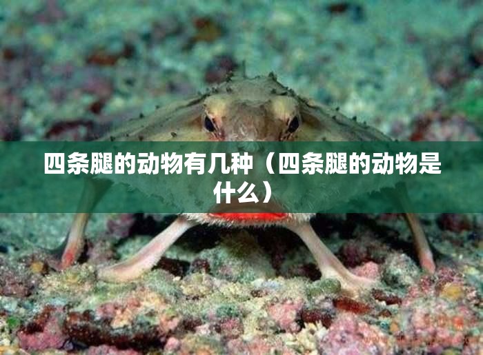 四条腿的动物有几种（四条腿的动物是什么）