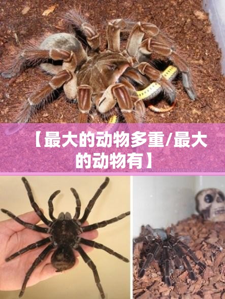 【最大的动物多重/最大的动物有】