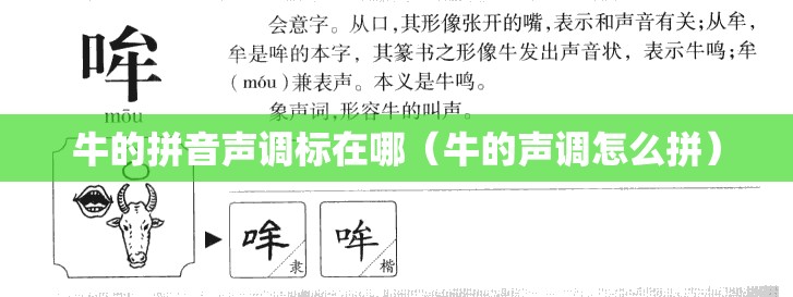 牛的拼音声调标在哪（牛的声调怎么拼）