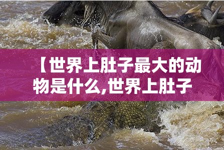 【世界上肚子最大的动物是什么,世界上肚子最大的是什么人】