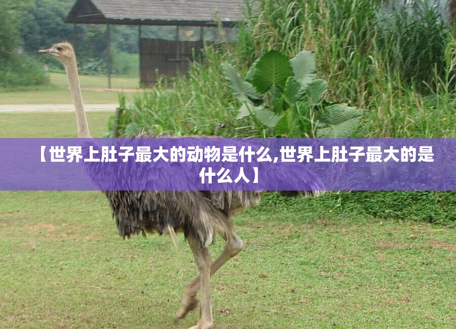 【世界上肚子最大的动物是什么,世界上肚子最大的是什么人】