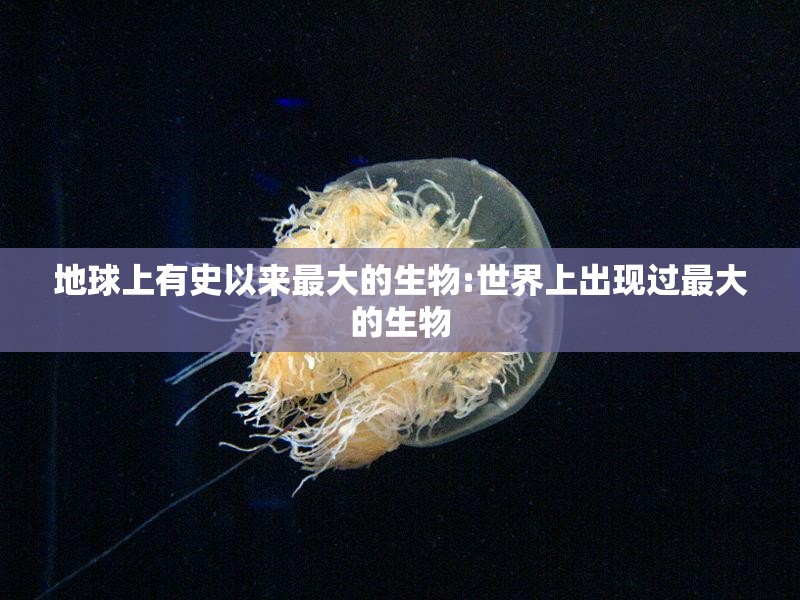 地球上有史以来最大的生物:世界上出现过最大的生物