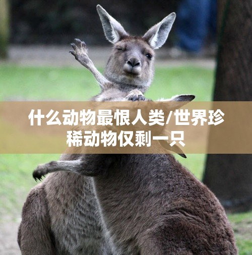 什么动物最恨人类/世界珍稀动物仅剩一只