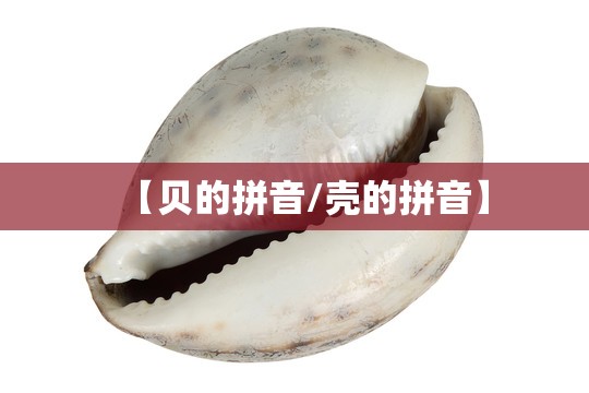 【贝的拼音/壳的拼音】