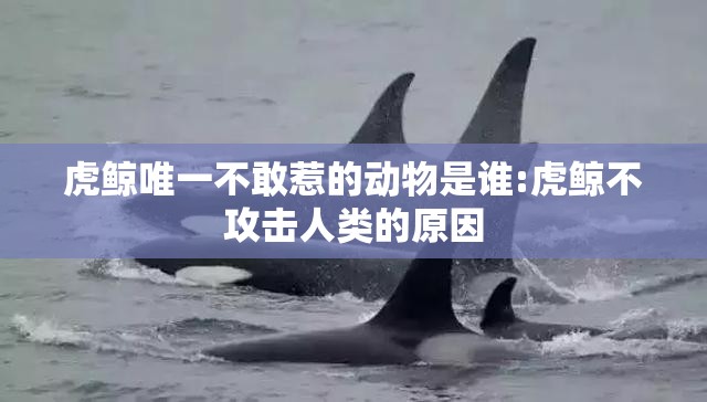虎鲸唯一不敢惹的动物是谁:虎鲸不攻击人类的原因