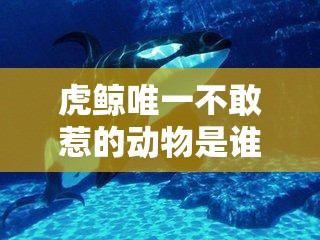 虎鲸唯一不敢惹的动物是谁:虎鲸不攻击人类的原因