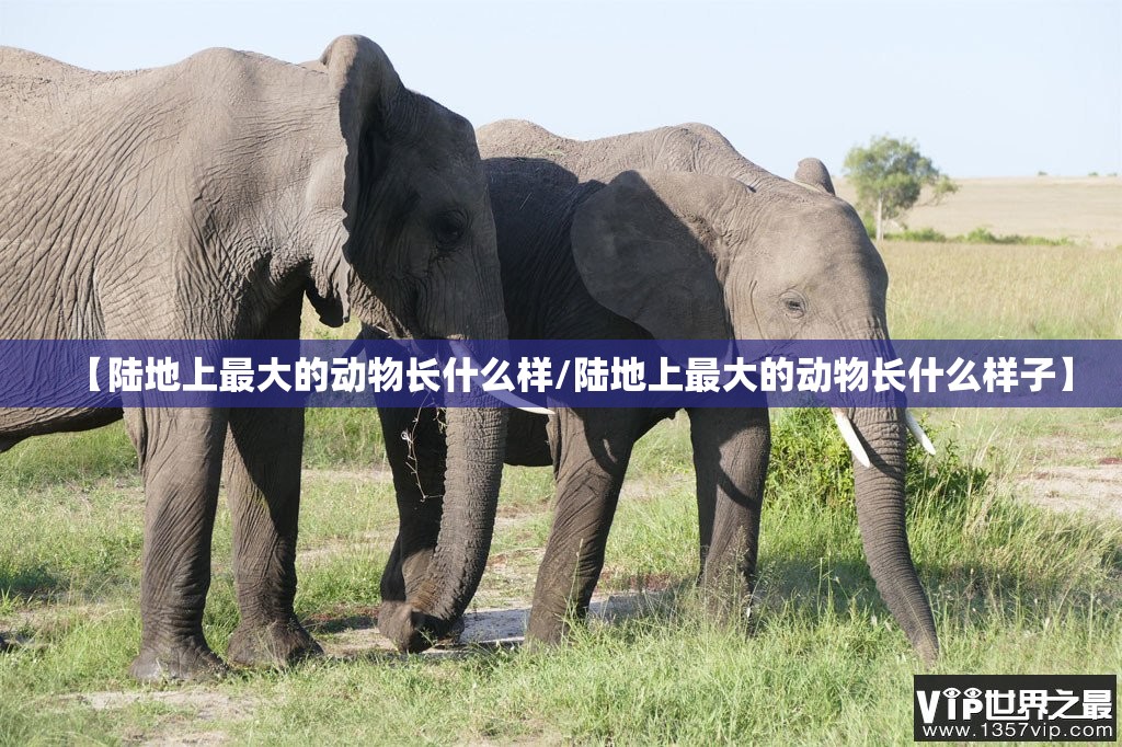 【陆地上最大的动物长什么样/陆地上最大的动物长什么样子】