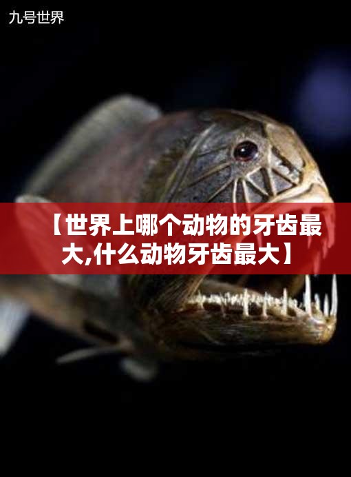 【世界上哪个动物的牙齿最大,什么动物牙齿最大】