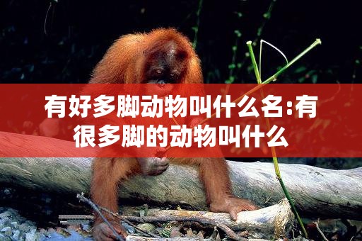 有好多脚动物叫什么名:有很多脚的动物叫什么