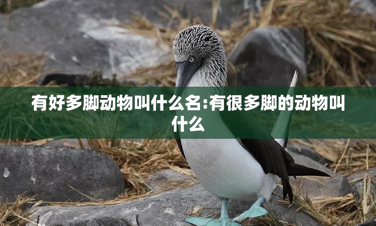 有好多脚动物叫什么名:有很多脚的动物叫什么