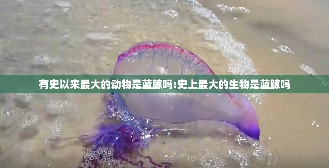 有史以来最大的动物是蓝鲸吗:史上最大的生物是蓝鲸吗