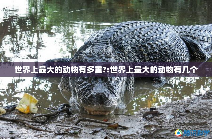 世界上最大的动物有多重?:世界上最大的动物有几个