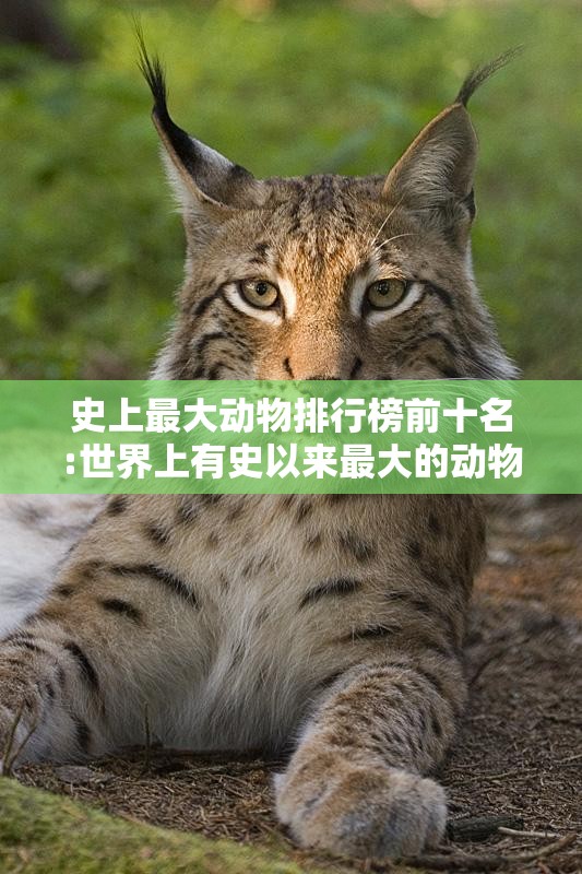 史上最大动物排行榜前十名:世界上有史以来最大的动物前十