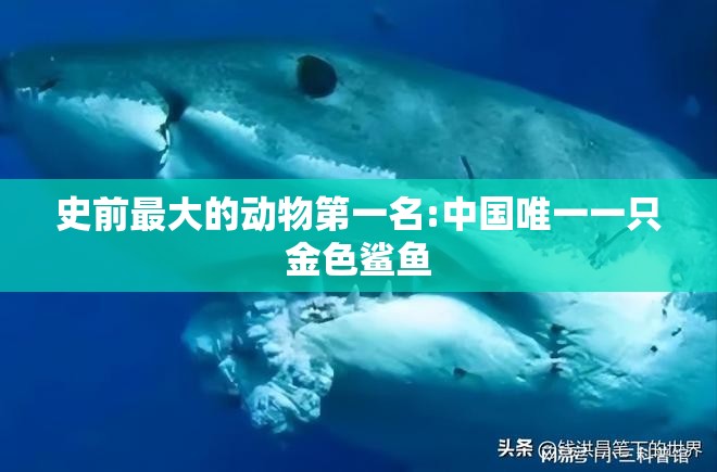 史前最大的动物第一名:中国唯一一只金色鲨鱼