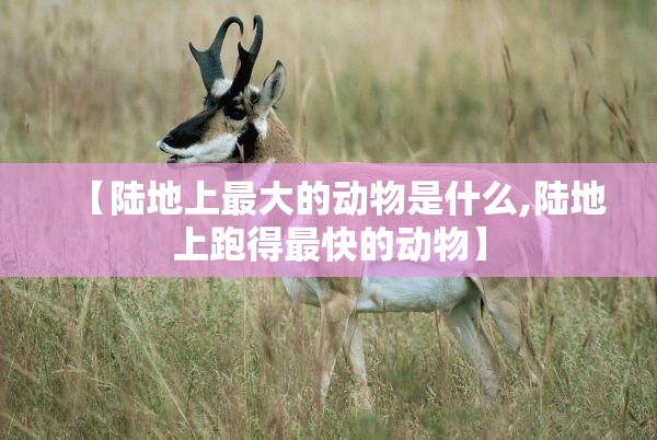 【陆地上最大的动物是什么,陆地上跑得最快的动物】