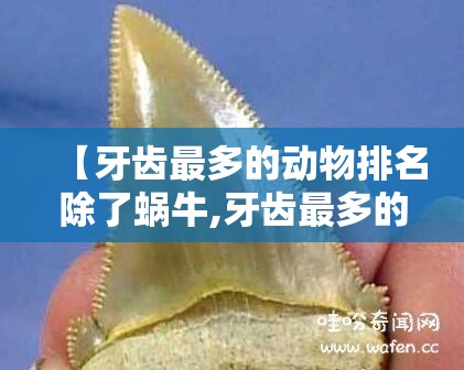【牙齿最多的动物排名除了蜗牛,牙齿最多的动物前三名】