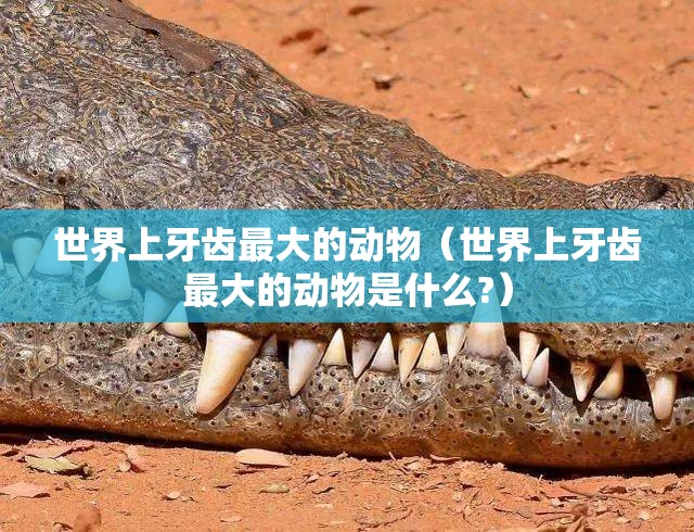 世界上牙齿最大的动物（世界上牙齿最大的动物是什么?）