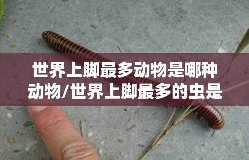 世界上脚最多动物是哪种动物/世界上脚最多的虫是什么