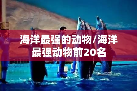 海洋最强的动物/海洋最强动物前20名