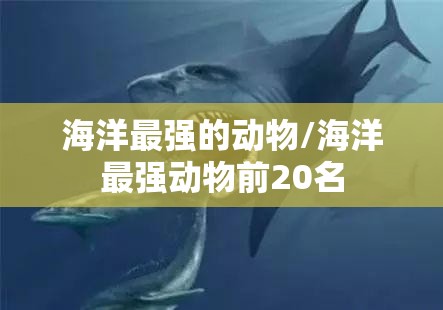 海洋最强的动物/海洋最强动物前20名