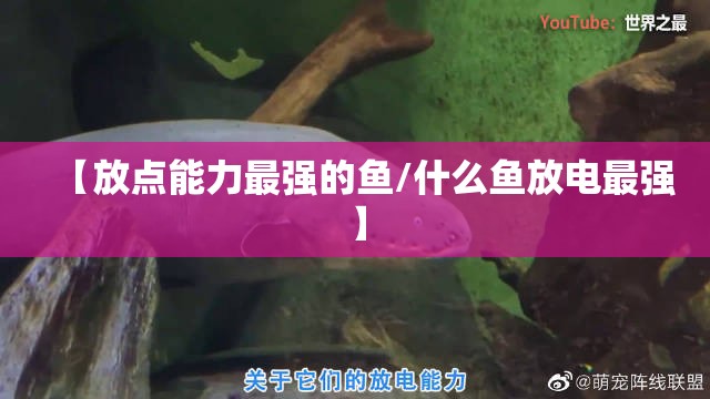 【放点能力最强的鱼/什么鱼放电最强】