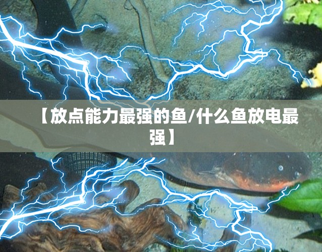【放点能力最强的鱼/什么鱼放电最强】