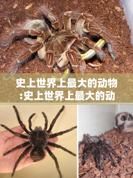史上世界上最大的动物:史上世界上最大的动物是谁