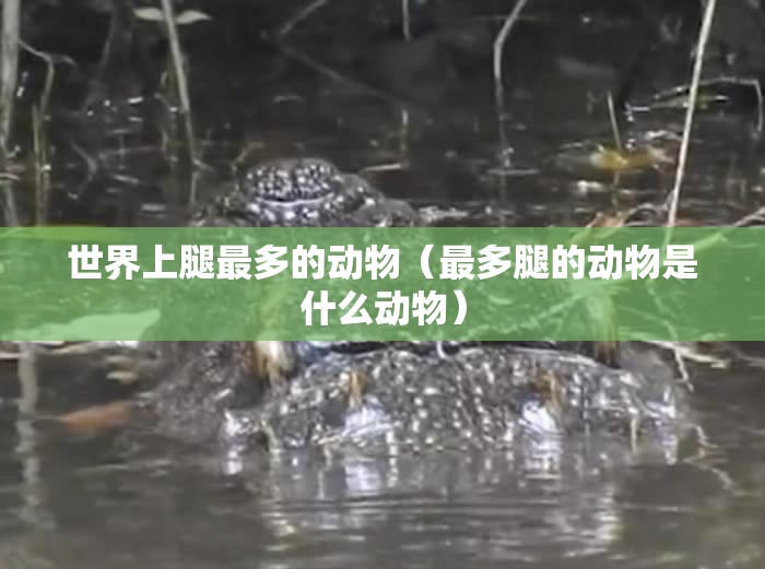 世界上腿最多的动物（最多腿的动物是什么动物）