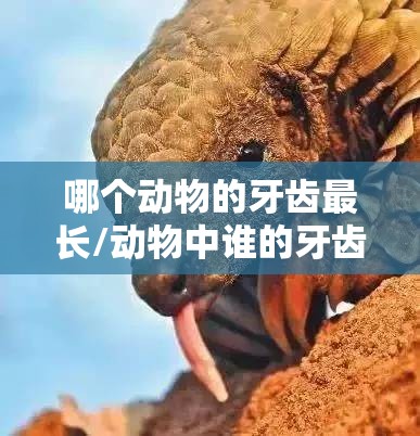 哪个动物的牙齿最长/动物中谁的牙齿最长