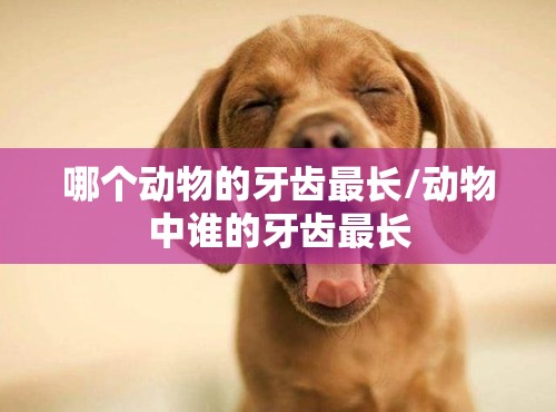 哪个动物的牙齿最长/动物中谁的牙齿最长