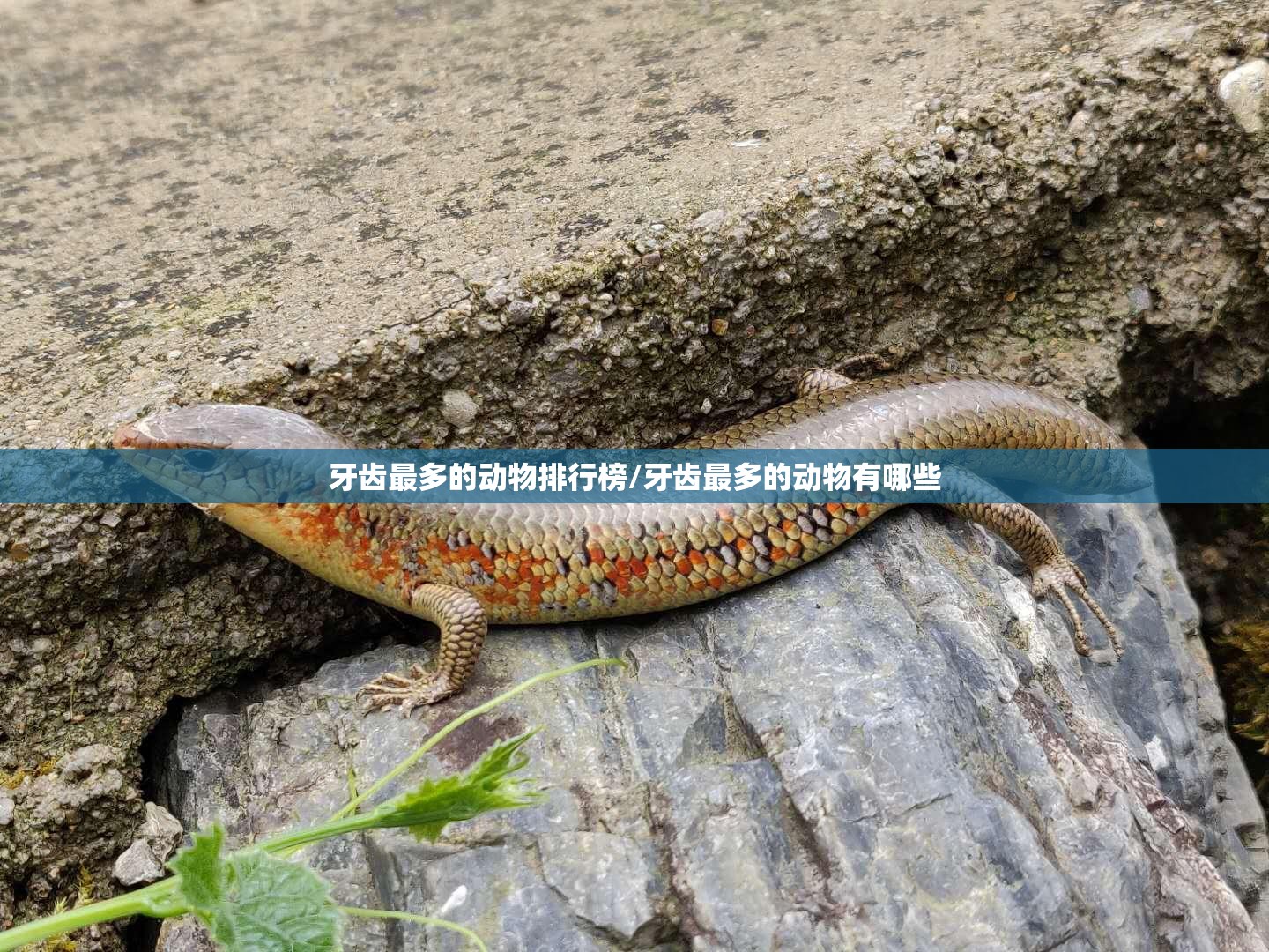 牙齿最多的动物排行榜/牙齿最多的动物有哪些
