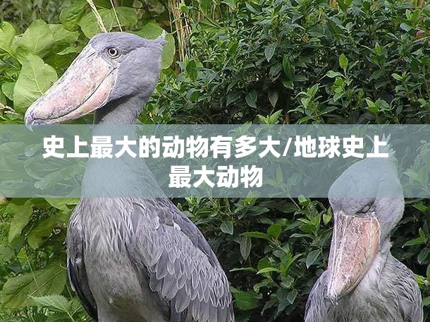 史上最大的动物有多大/地球史上最大动物