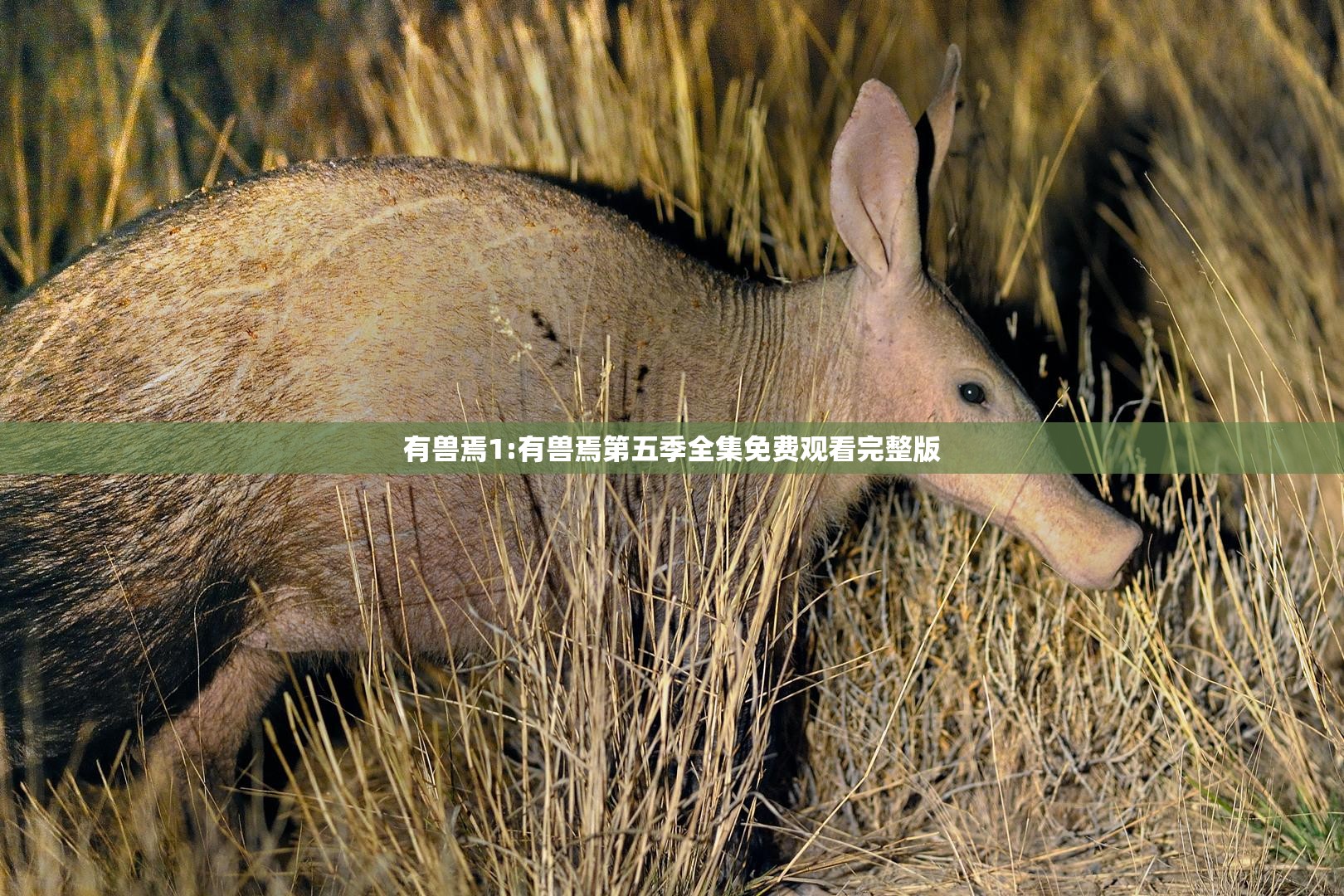 有兽焉1:有兽焉第五季全集免费观看完整版