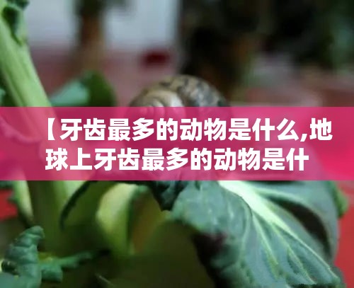 【牙齿最多的动物是什么,地球上牙齿最多的动物是什么】