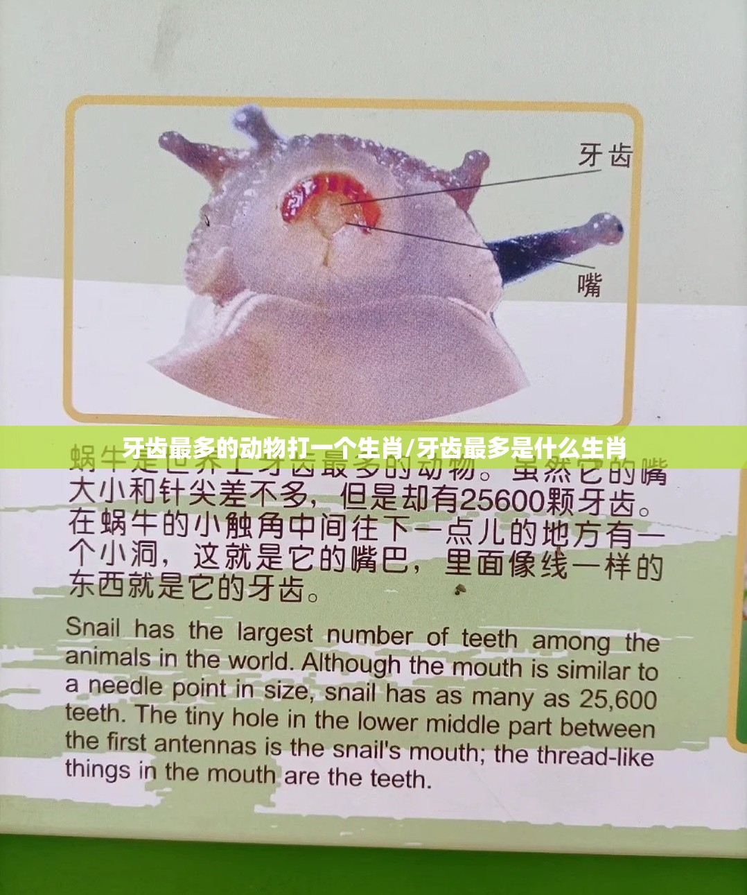 牙齿最多的动物打一个生肖/牙齿最多是什么生肖