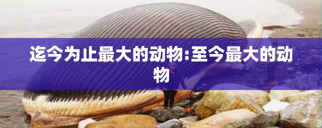 迄今为止最大的动物:至今最大的动物