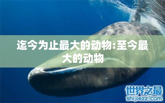 迄今为止最大的动物:至今最大的动物
