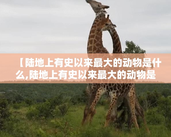 【陆地上有史以来最大的动物是什么,陆地上有史以来最大的动物是什么动物】